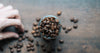 What is Arabica Coffee?