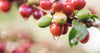 What Does Climate Change Mean for Coffee?
