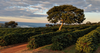 Get to Know Peixoto Coffee Roasters