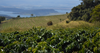 Higher Learning: What Does Elevation Mean for Your Coffee?