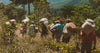 Here's Where You Can Find Organic Coffee