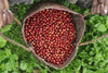 Burundi coffee is on the rise — for good reason