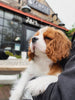 These Four-Legged Roaster Mascots Will Rival Your Love for Coffee