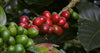  The single-origin coffee guide 
